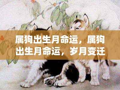 岁月变迁中的生肖狗命运，属狗出生月的命运解析