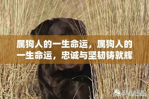 属狗人的忠诚与坚韧,铸就辉煌人生的命运之路